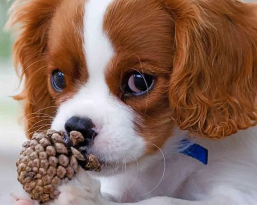 Cute King Charles Painting By Numbers.png