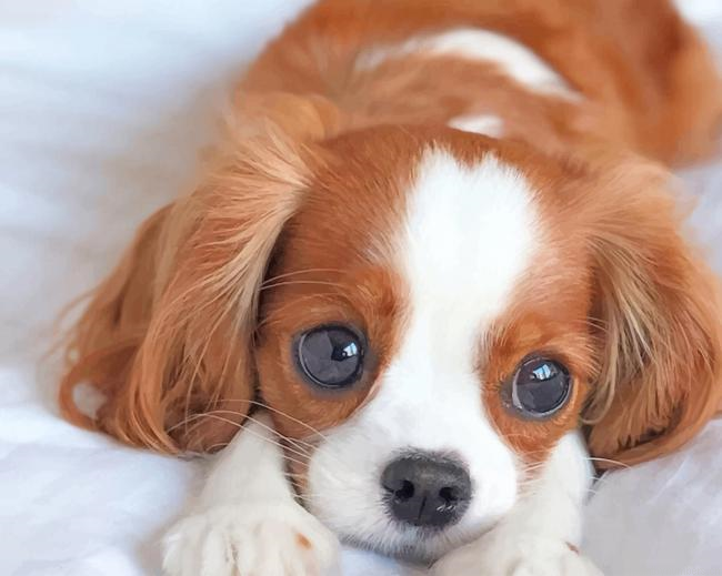 Cute King Charles Spaniel Puppy Animals Painting By Numberss.png