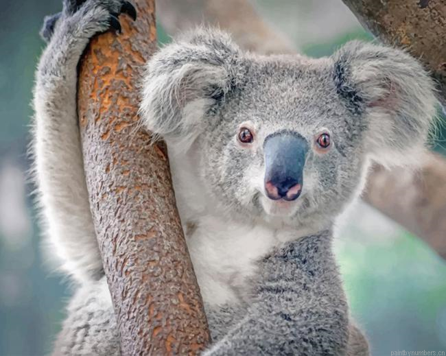 Cute Koala Animals Painting By Numberss.png