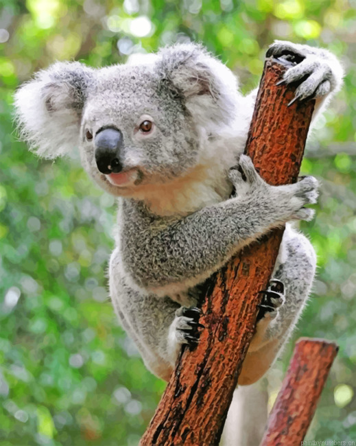 Cute Koala Painting By Numberss.png