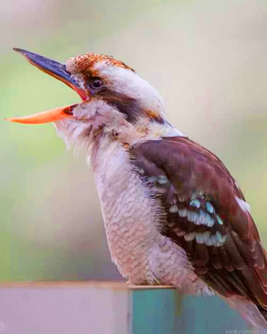Cute Kookaburra Bird Painting By Numberss.png