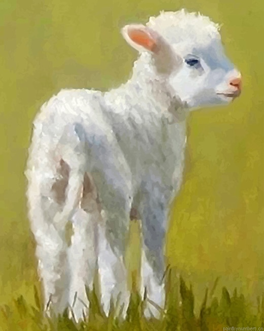 Cute Lamb Animals Painting By Numberss.png