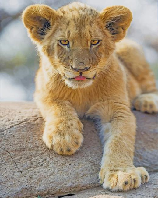 Cute Lion Baby Animals Painting By Numberss.png