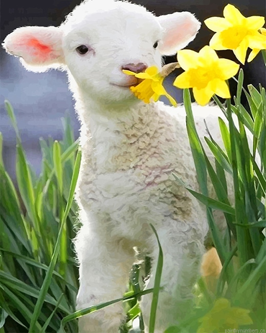 Cute Little Lamb Animals Painting By Numberss.png