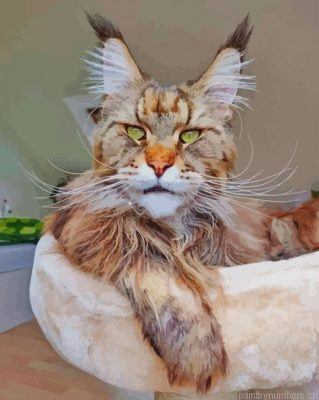 Cute Maine Coon Cat Painting By Numbers.png