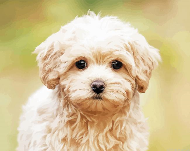 Cute Maltipoo Puppy Painting By Numberss.png
