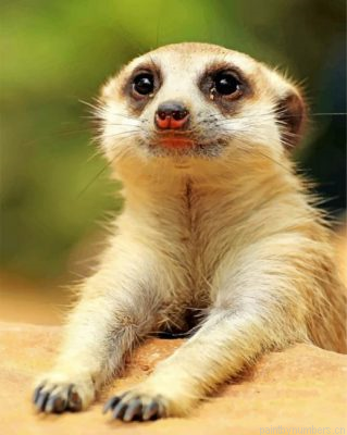 Cute Meerkat Animal Painting By Numbers.png