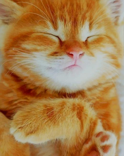 Cute Orange Cat Animals Painting By Numberss.png