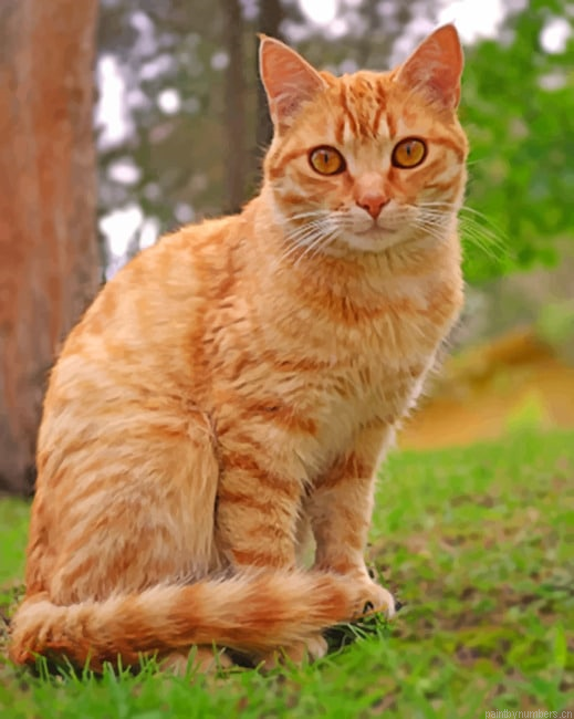 Cute Orange Tabby Cat Animals Painting By Numberss.png