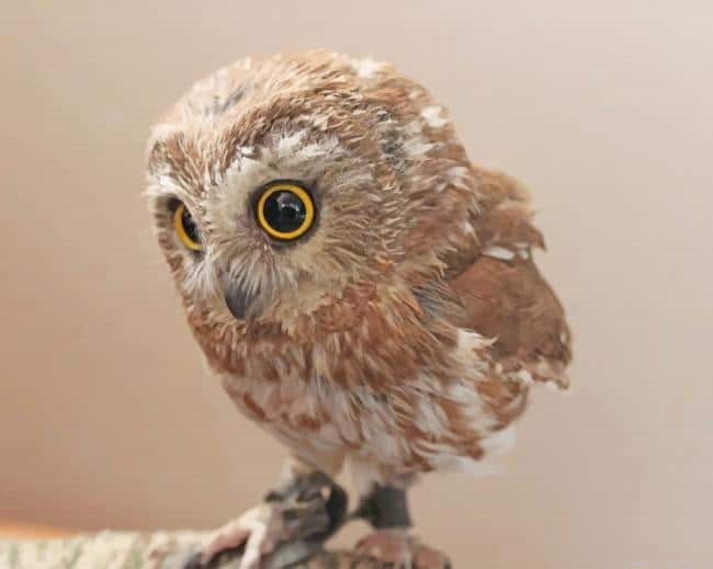Cute Owl Bird Painting By Numberss.png