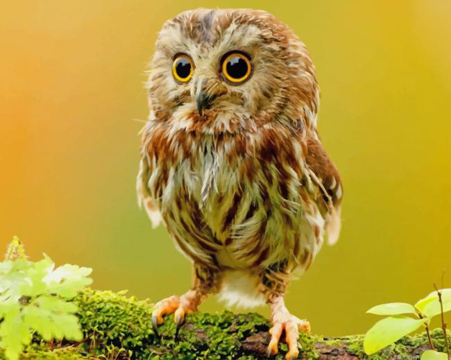 Cute Owl Birds Painting By Numbers.png