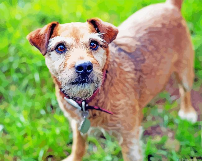 Cute Patterdale Terrier Painting By Numberss.png