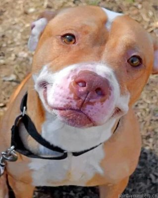 Cute Pit Bull Painting By Numbers.png