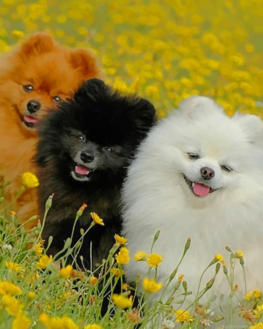 Cute Pomeranian Dogs Painting By Numbers.png