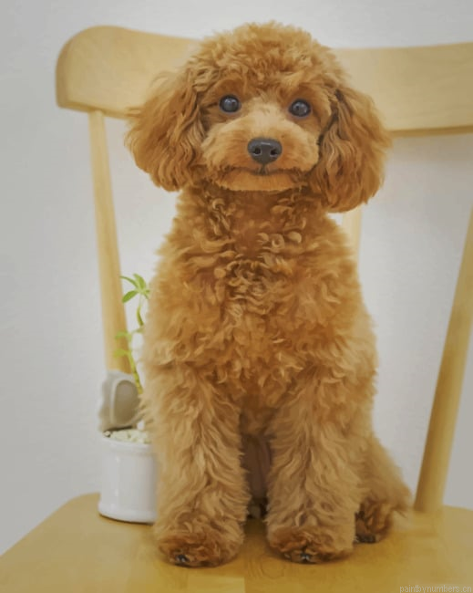 Cute Poodle Painting By Numberss.png