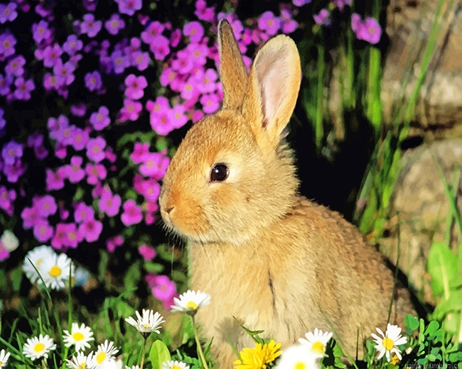 Cute Rabbit Animals Painting By Numbers.png