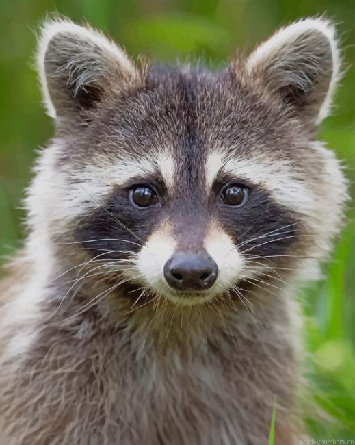 Cute Raccoon Animal Painting By Numberss.png