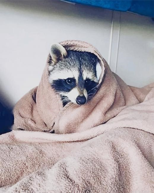 Cute Raccoon Animals Painting By Numberss.png