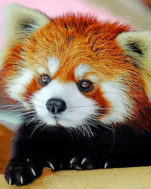 Cute Red Panda Painting By Numbers.png