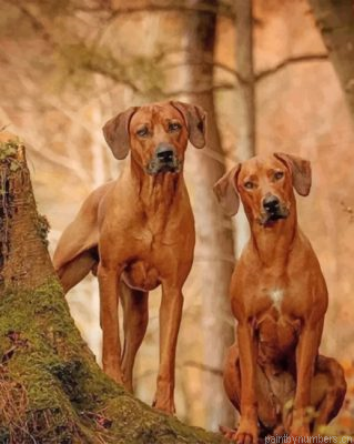 Cute Rhodesian Ridgeback Painting By Numbers.png
