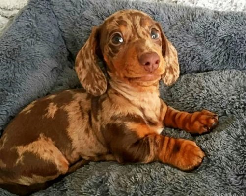 Cute Sausage Dog Painting By Numbers.png
