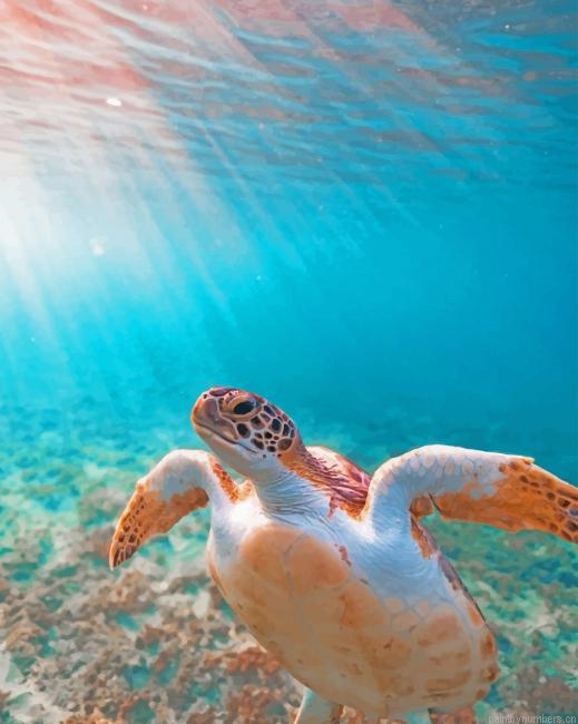 Cute Sea Turtle Animals Painting By Numberss.png
