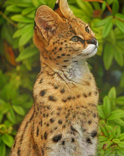 Cute Serval Animals Painting By Numberss.png