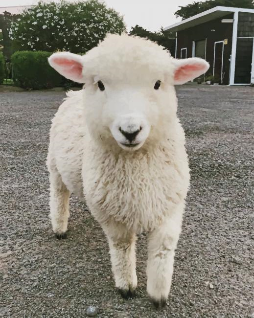 Cute Sheep Animals Painting By Numbers.png