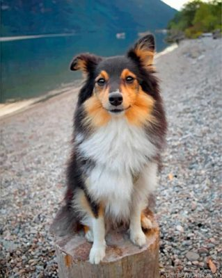 Cute Sheltie Painting By Numbers.png