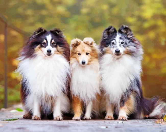 Cute Shelties Painting By Numberss.png