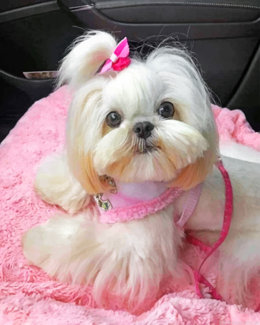 Cute Shih Tzu Painting By Numbers.png