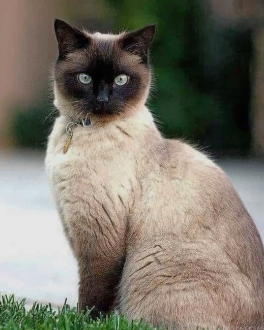 Cute Siamese Cat Animals Painting By Numberss.png