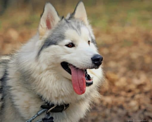 Cute Siberian Husky Animals Painting By Numbers.png