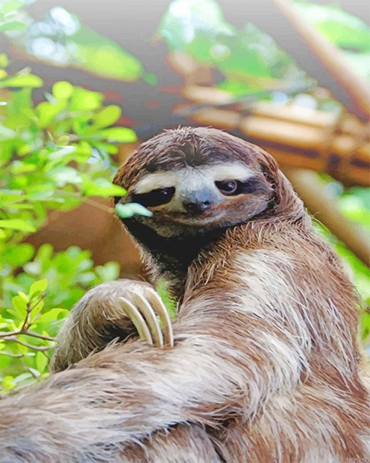 Cute Sloth Animals Painting By Numberss.png