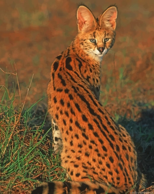 Cute Small Wild Cat Animals Painting By Numberss.png