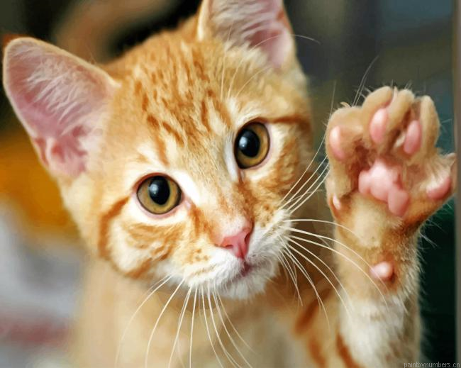 Cute Tabby Cat Painting By Numberss.png