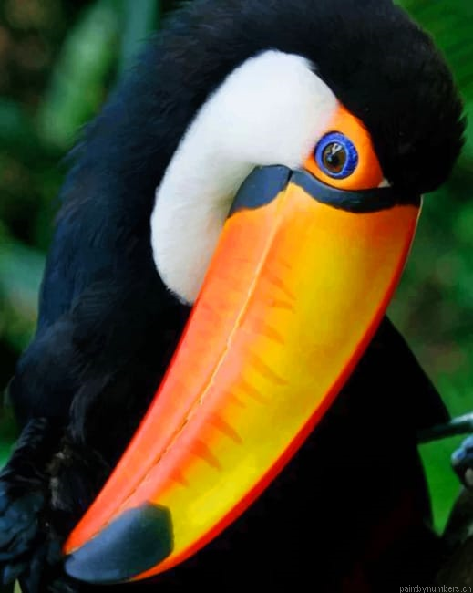 Cute Toco Toucan Birds Painting By Numberss.png