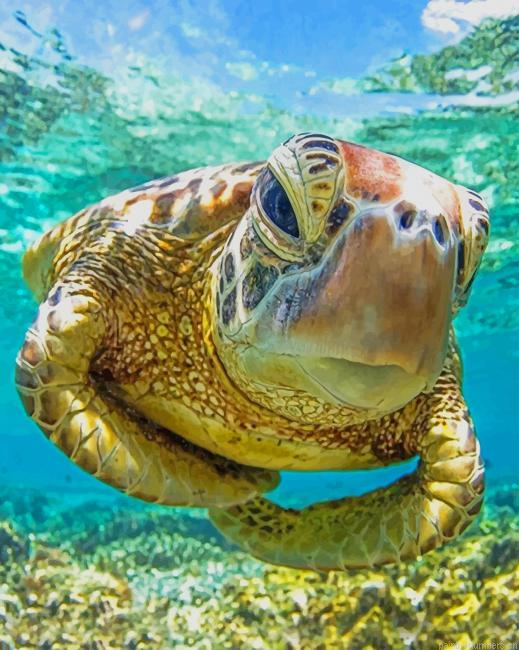 Cute Turtle Animals Painting By Numbers.png