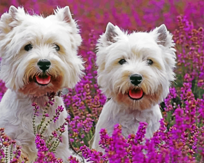 Cute West Highland Terriers Painting By Numberss.png