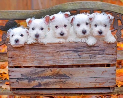 Cute Westie Puppies Painting By Numbers.png