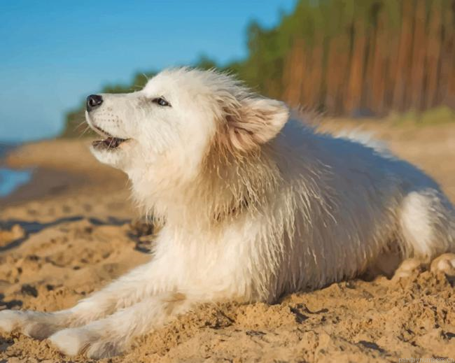 Cute White Doggy Animals Painting By Numberss.png