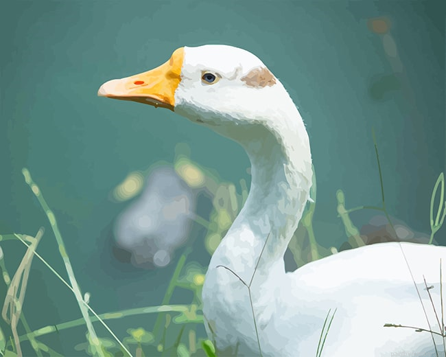 Cute White Duck Birds Painting By Numberss.png