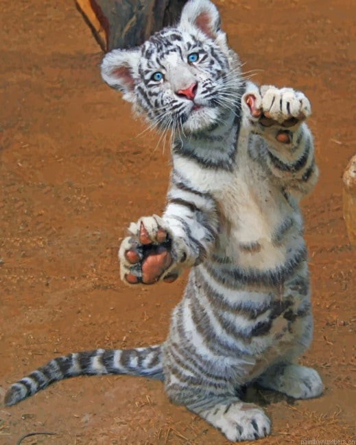 Cute White Tiger Animals Painting By Numberss.png