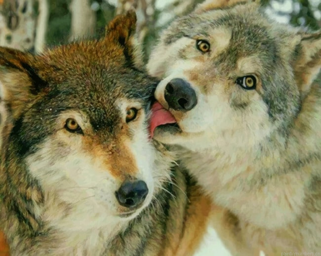 Cute Wolves Animals Painting By Numberss.png