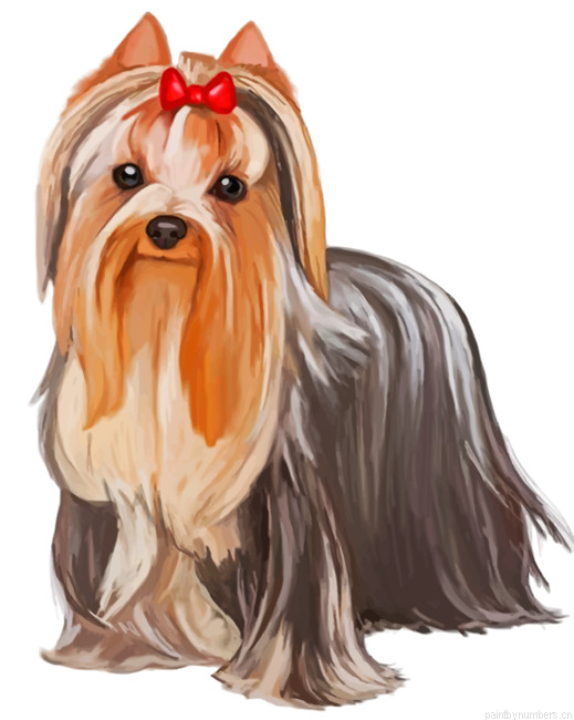 Cute Yorkie Painting By Numberss.png