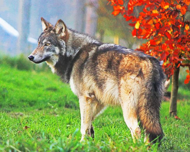 Czechoslovakian Wolfdog Animals Painting By Numberss.png