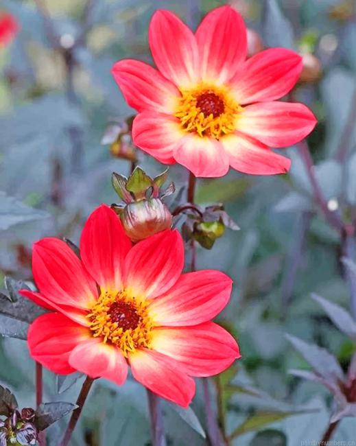 Dahlia Bishop Of Llandaff Plants Painting By Numbers.png