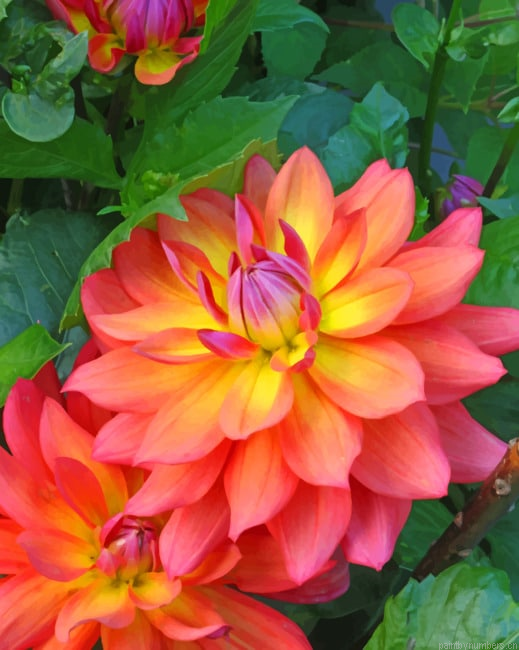 Dahlia Firepot Painting By Numberss.png