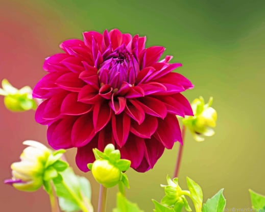 Dahlia Flower Wine Color Painting By Numberss.png
