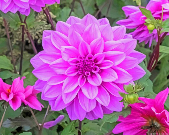 Dahlia Lilac Painting By Numberss.png